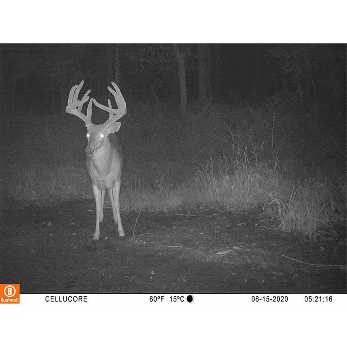 Bushnell CelluCORE 20 Trail Camera for Verizon with Low Glow/80ft Night Range and HD Video Trail Camera Cellular Verizon - Image 8