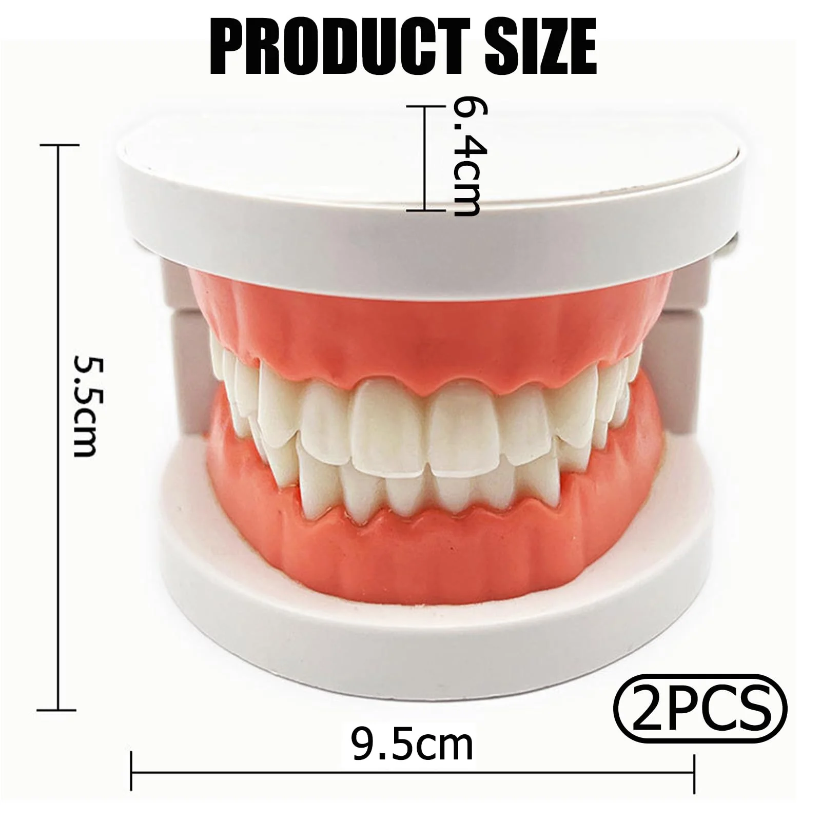 Dental Model Children's Teeth Model 2 Pieces Dental Care Model Demonstration Tool Teeth Model Standard for Teaching, Teeth Dental Demonstration Model Tooth Model - Image 2