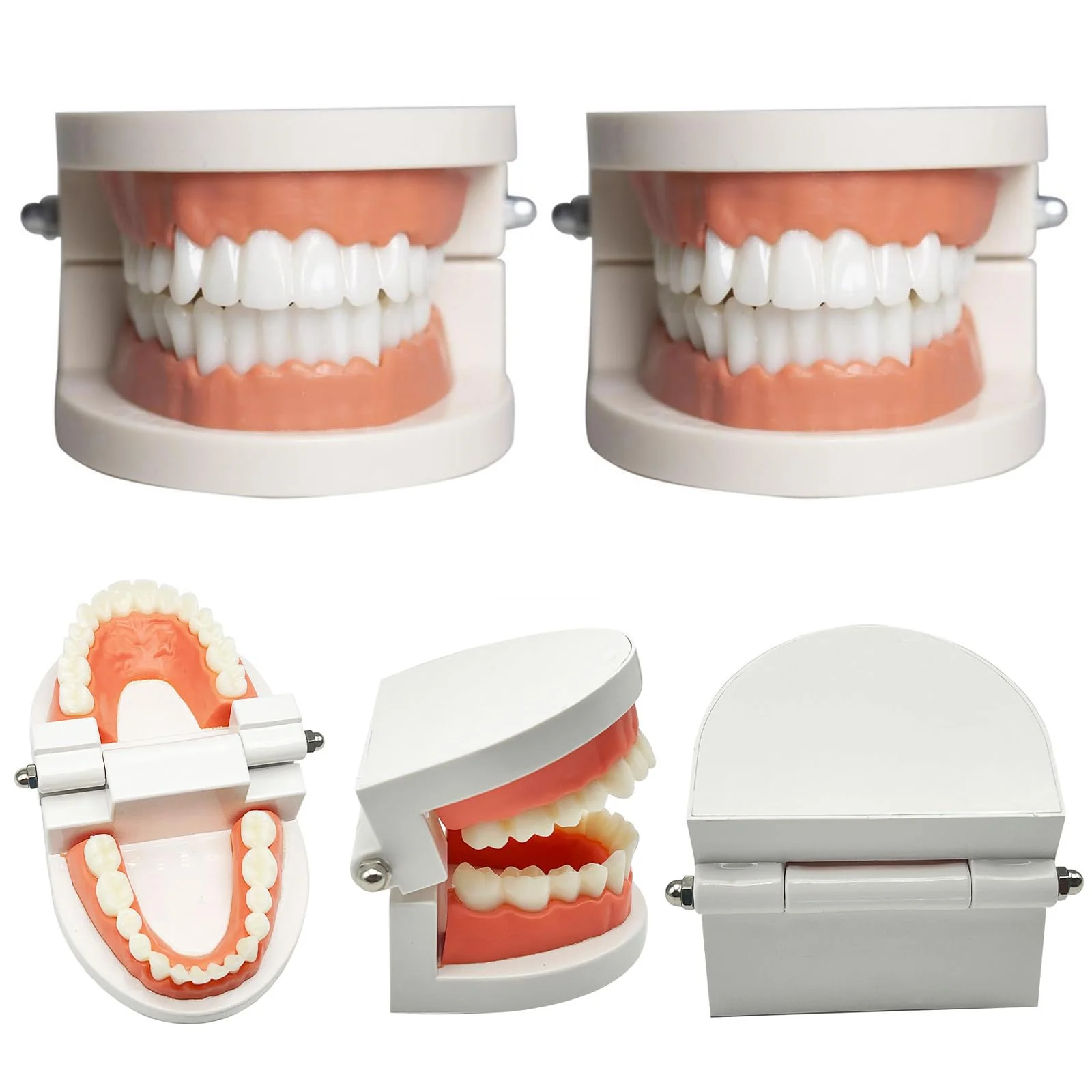 Dental Model Children's Teeth Model 2 Pieces Dental Care Model Demonstration Tool Teeth Model Standard for Teaching, Teeth Dental Demonstration Model Tooth Model - Image 3