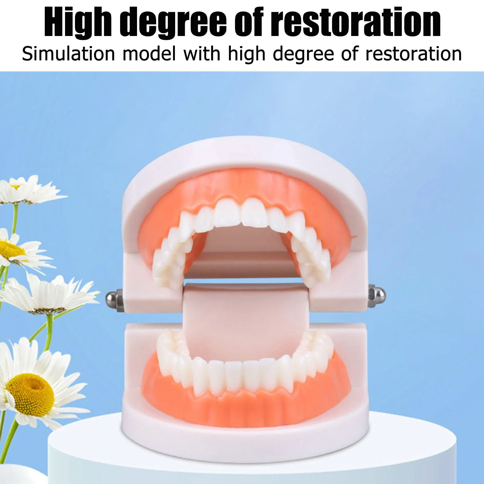 Dental Model Children's Teeth Model 2 Pieces Dental Care Model Demonstration Tool Teeth Model Standard for Teaching, Teeth Dental Demonstration Model Tooth Model - Image 4