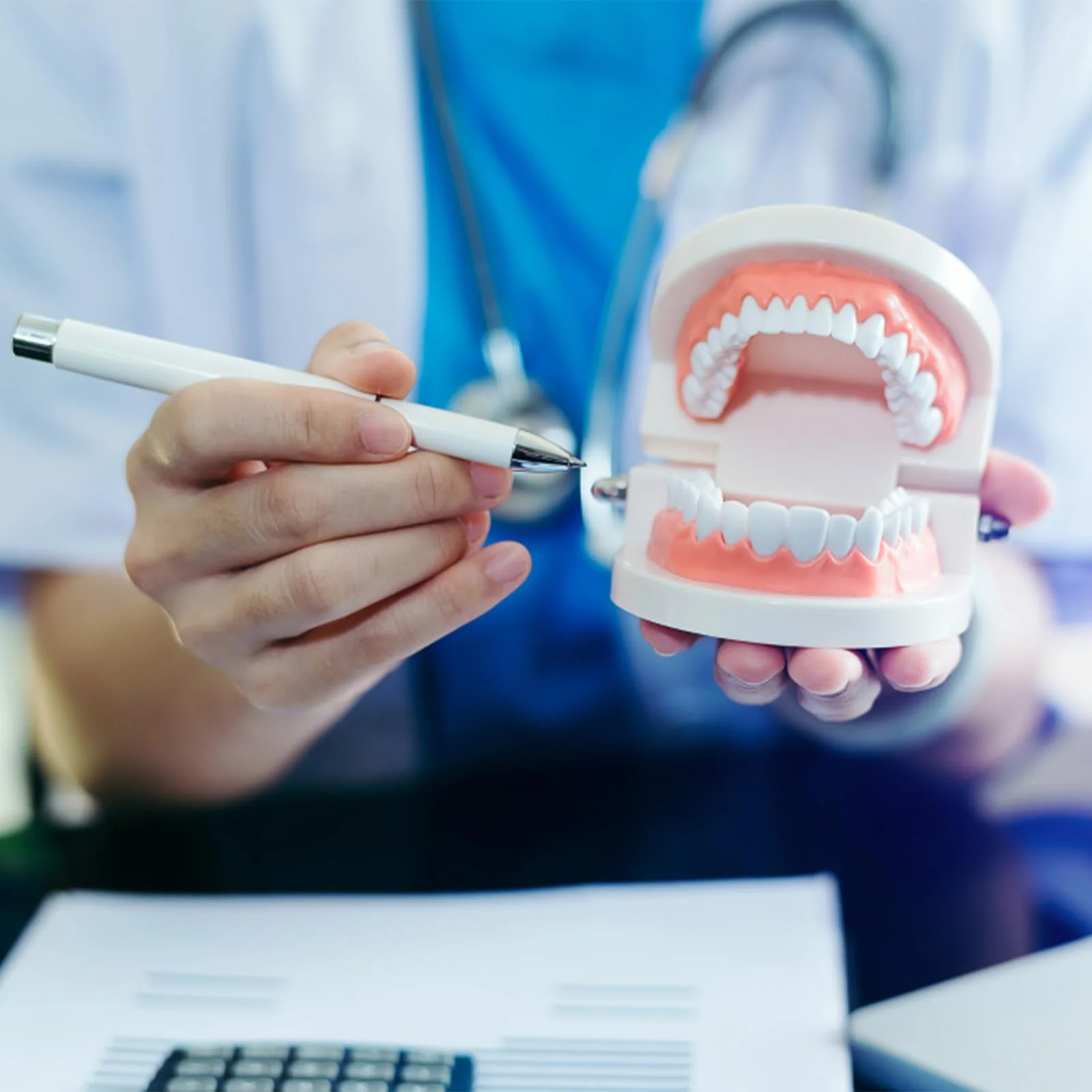 Dental Model Children's Teeth Model 2 Pieces Dental Care Model Demonstration Tool Teeth Model Standard for Teaching, Teeth Dental Demonstration Model Tooth Model - Image 5
