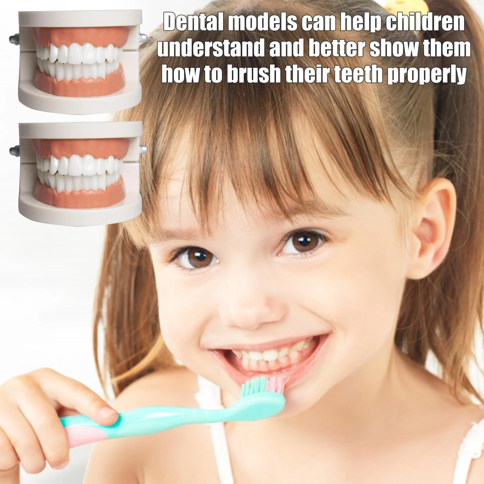 Dental Model Children's Teeth Model 2 Pieces Dental Care Model Demonstration Tool Teeth Model Standard for Teaching, Teeth Dental Demonstration Model Tooth Model - Image 6