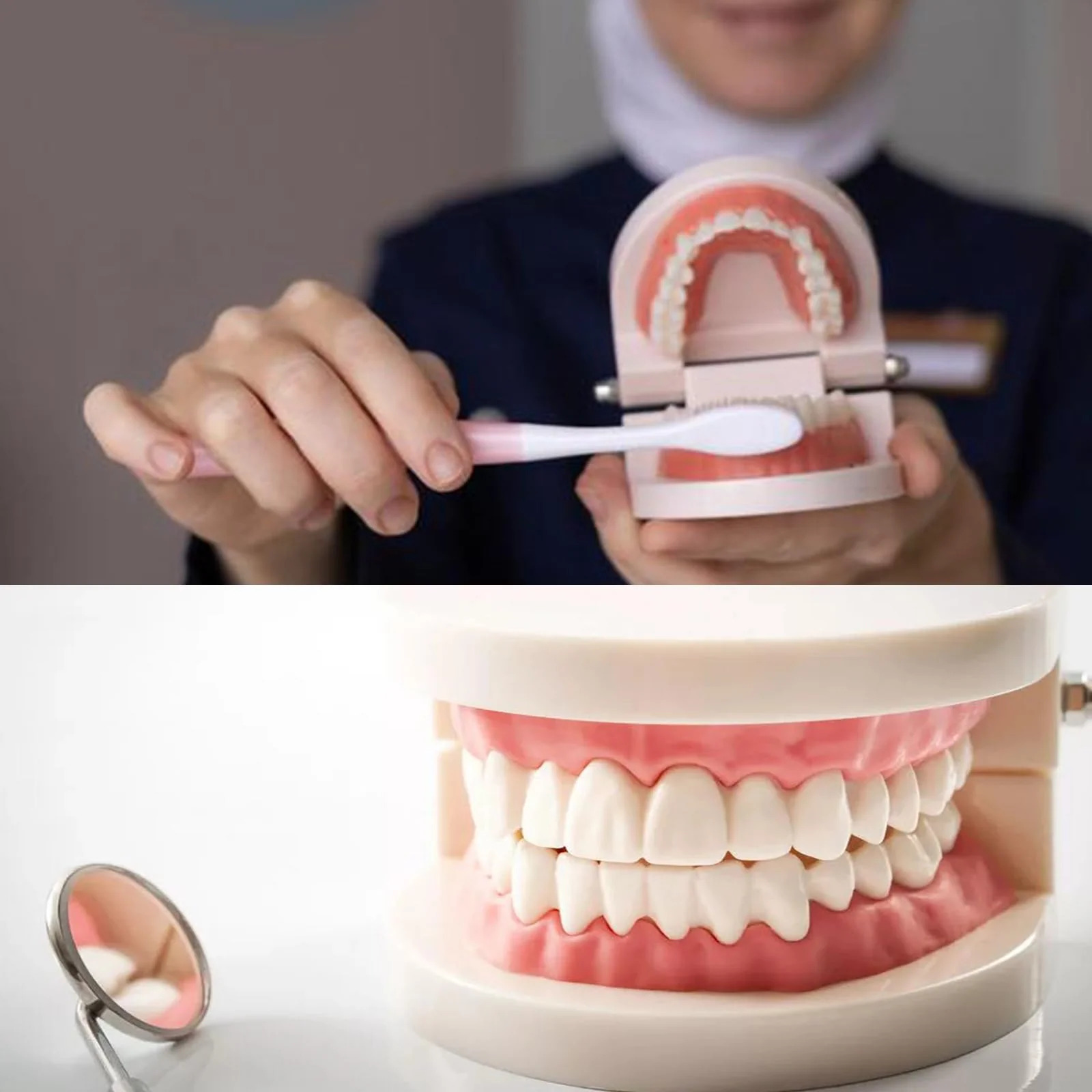 Dental Model Children's Teeth Model 2 Pieces Dental Care Model Demonstration Tool Teeth Model Standard for Teaching, Teeth Dental Demonstration Model Tooth Model - Image 7