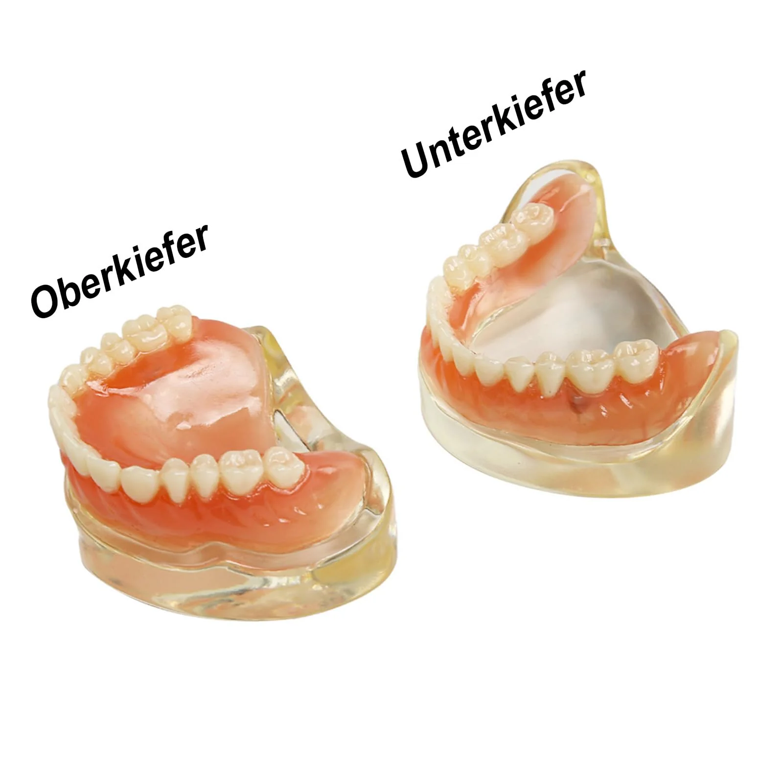 Dental Model Upper Jaw Deck Prosthesis with 2 Implants for Training and Study (Upper Jaw) - Image 6