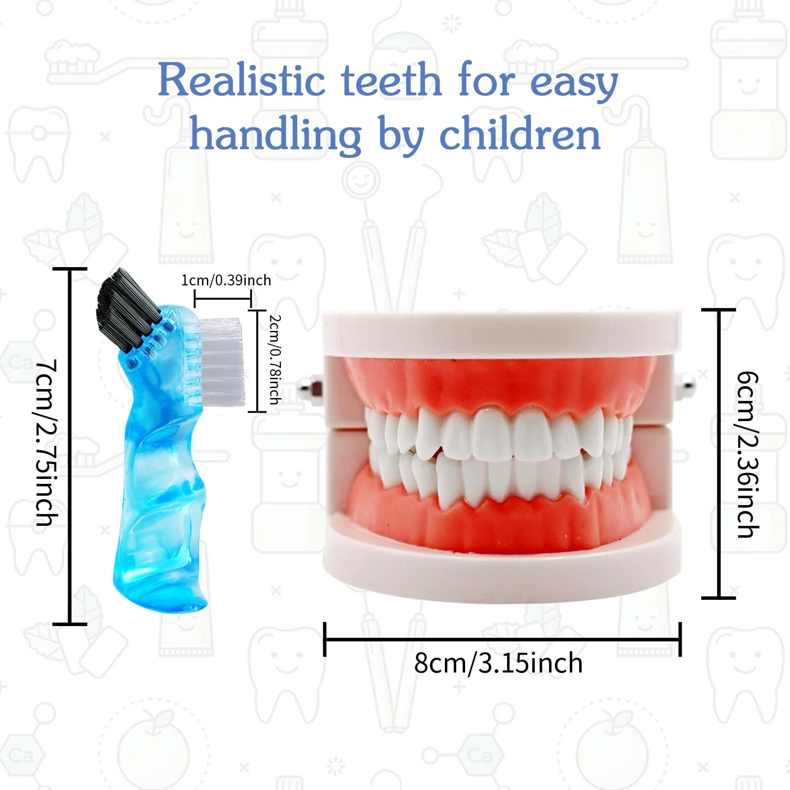 Dental Model with Dentures Toothbrush, Standard Teeth Model for Brushing, Dentures Mouth Model, Demonstration for Children, Dental Teaching Tools, Learning Accessories - Image 2