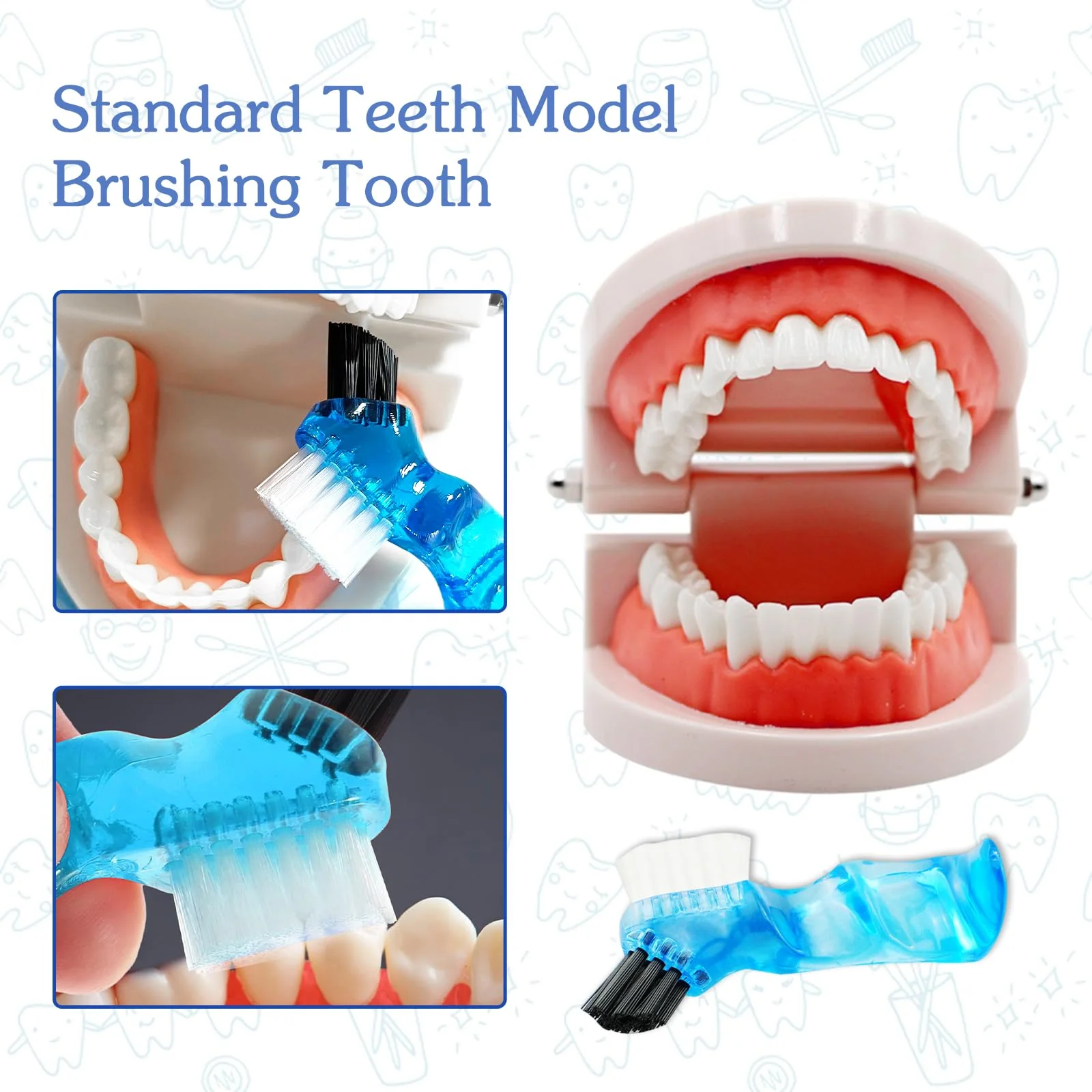 Dental Model with Dentures Toothbrush, Standard Teeth Model for Brushing, Dentures Mouth Model, Demonstration for Children, Dental Teaching Tools, Learning Accessories - Image 3