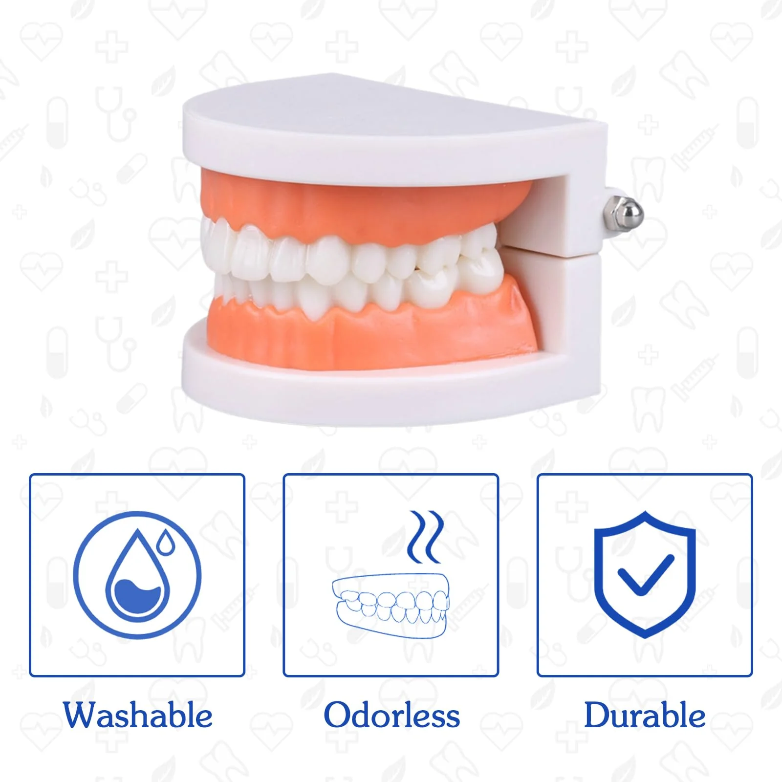 Dental Model with Dentures Toothbrush, Standard Teeth Model for Brushing, Dentures Mouth Model, Demonstration for Children, Dental Teaching Tools, Learning Accessories - Image 4