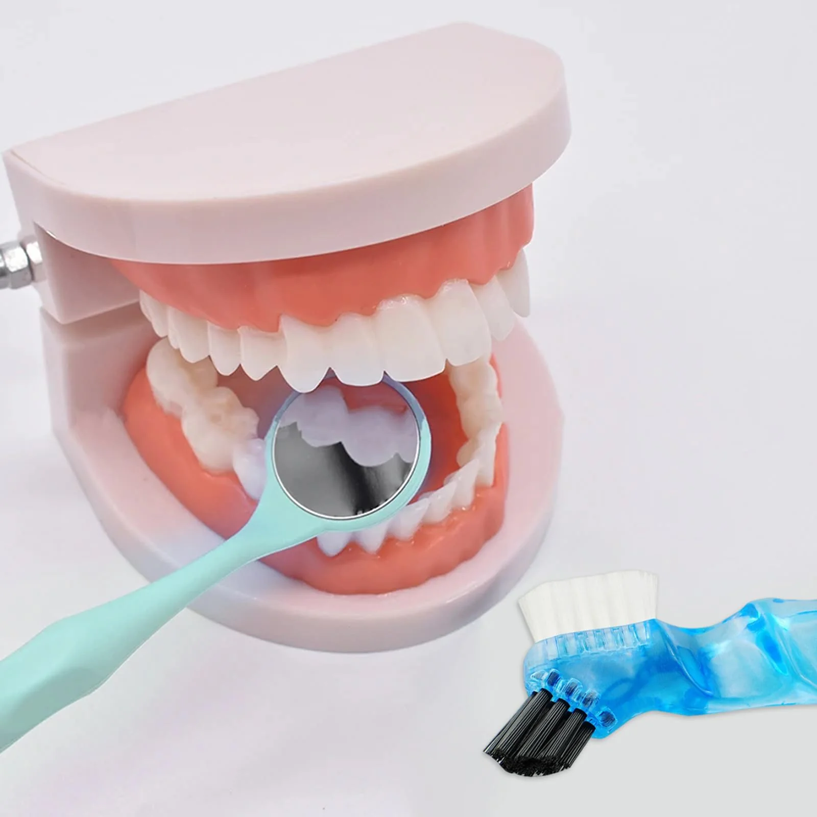 Dental Model with Dentures Toothbrush, Standard Teeth Model for Brushing, Dentures Mouth Model, Demonstration for Children, Dental Teaching Tools, Learning Accessories - Image 6