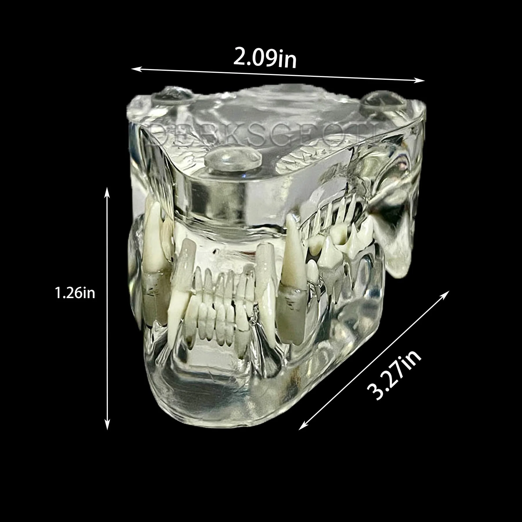 Feline Jaw Dental Cat Oral Clear Typodont Teeth Model Pet Clinic Anatomical Tooth Jaw for Veterinary Office Education Decoration Demonstrate (Cat Teeth Model) Cat Teeth Model - Image 2