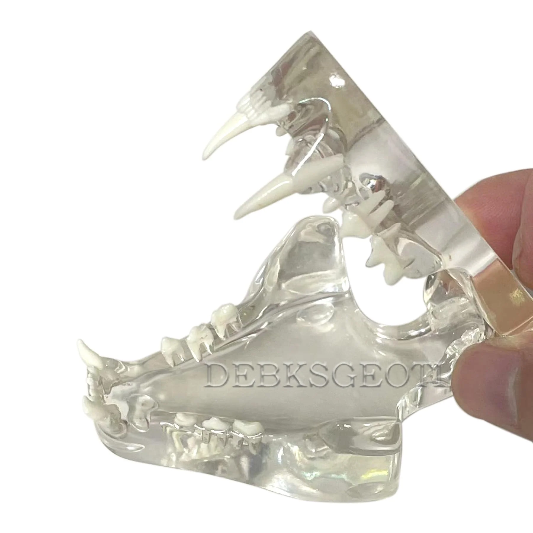 Feline Jaw Dental Cat Oral Clear Typodont Teeth Model Pet Clinic Anatomical Tooth Jaw for Veterinary Office Education Decoration Demonstrate (Cat Teeth Model) Cat Teeth Model - Image 3