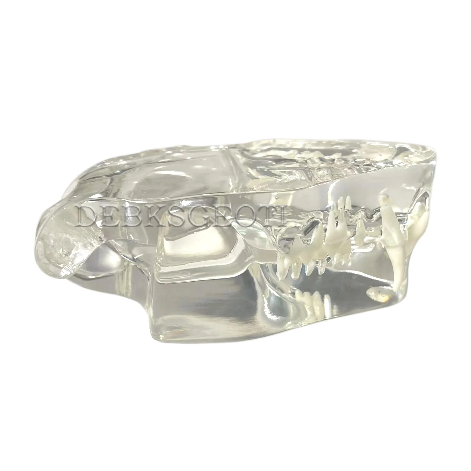 Feline Jaw Dental Cat Oral Clear Typodont Teeth Model Pet Clinic Anatomical Tooth Jaw for Veterinary Office Education Decoration Demonstrate (Cat Teeth Model) Cat Teeth Model - Image 4