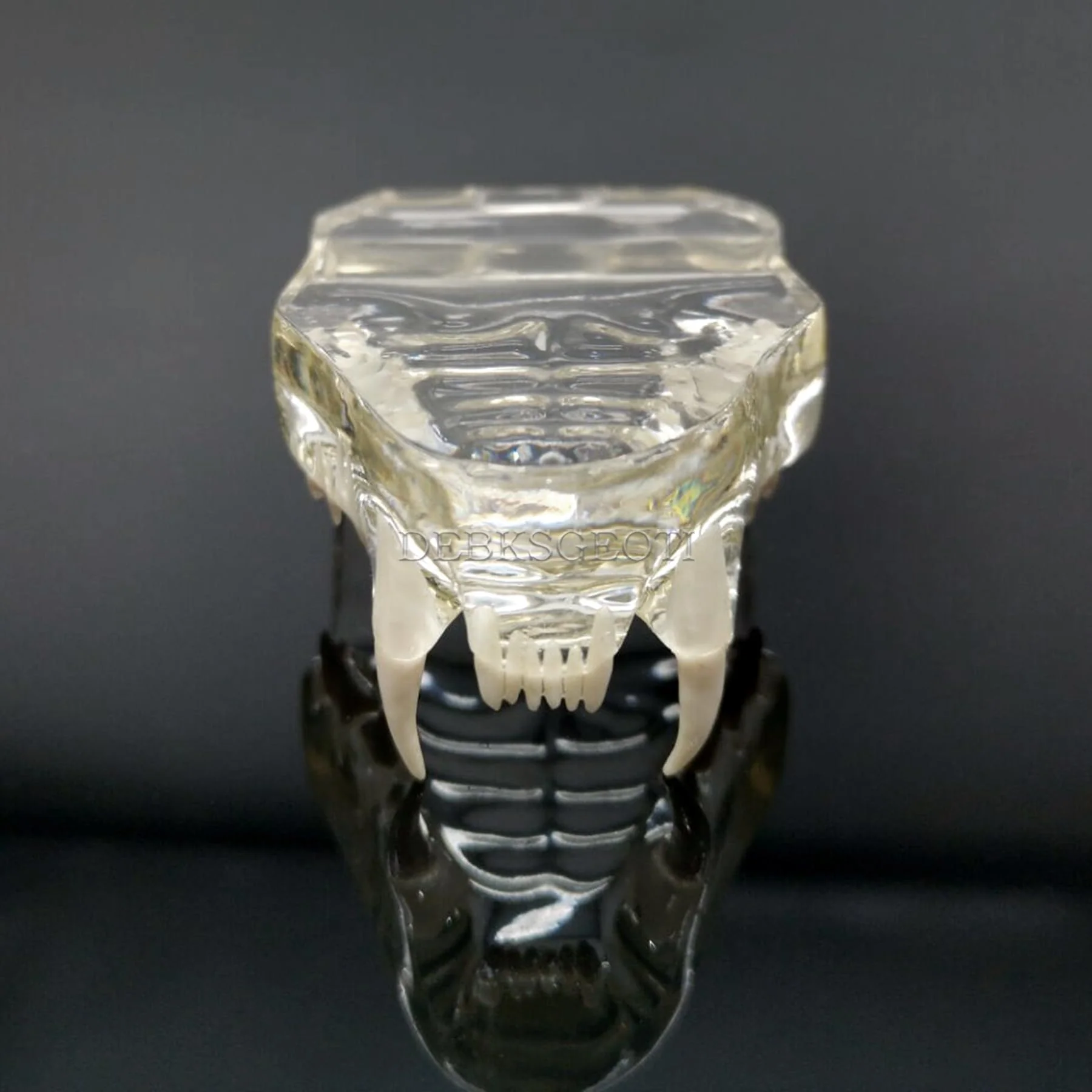 Feline Jaw Dental Cat Oral Clear Typodont Teeth Model Pet Clinic Anatomical Tooth Jaw for Veterinary Office Education Decoration Demonstrate (Cat Teeth Model) Cat Teeth Model - Image 5