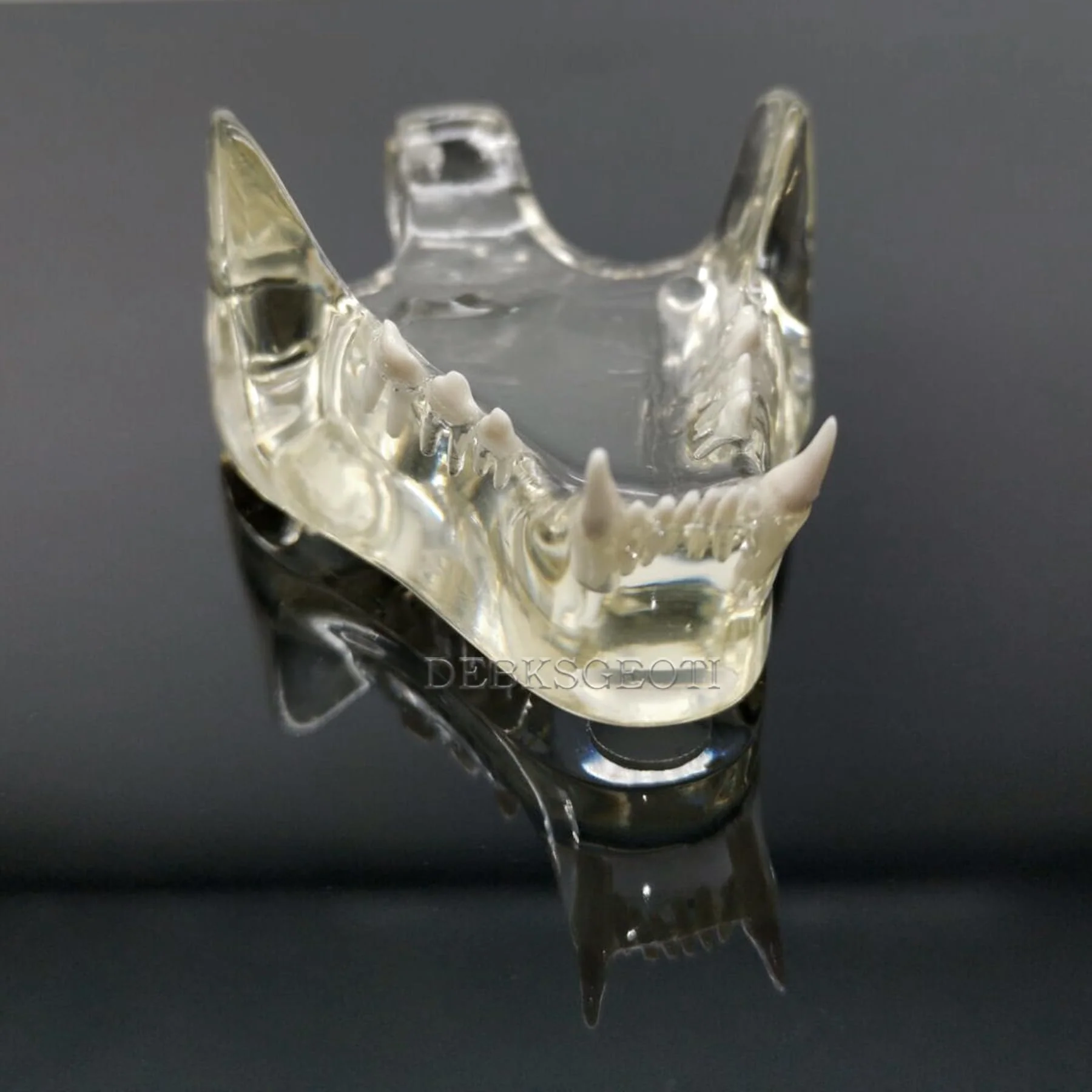 Feline Jaw Dental Cat Oral Clear Typodont Teeth Model Pet Clinic Anatomical Tooth Jaw for Veterinary Office Education Decoration Demonstrate (Cat Teeth Model) Cat Teeth Model - Image 6