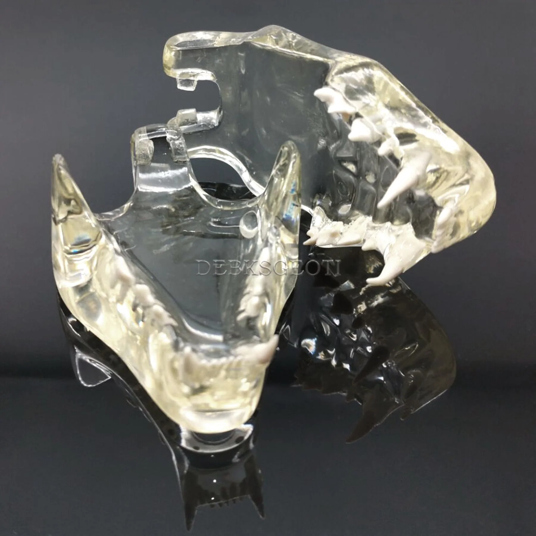 Feline Jaw Dental Cat Oral Clear Typodont Teeth Model Pet Clinic Anatomical Tooth Jaw for Veterinary Office Education Decoration Demonstrate (Cat Teeth Model) Cat Teeth Model - Image 7