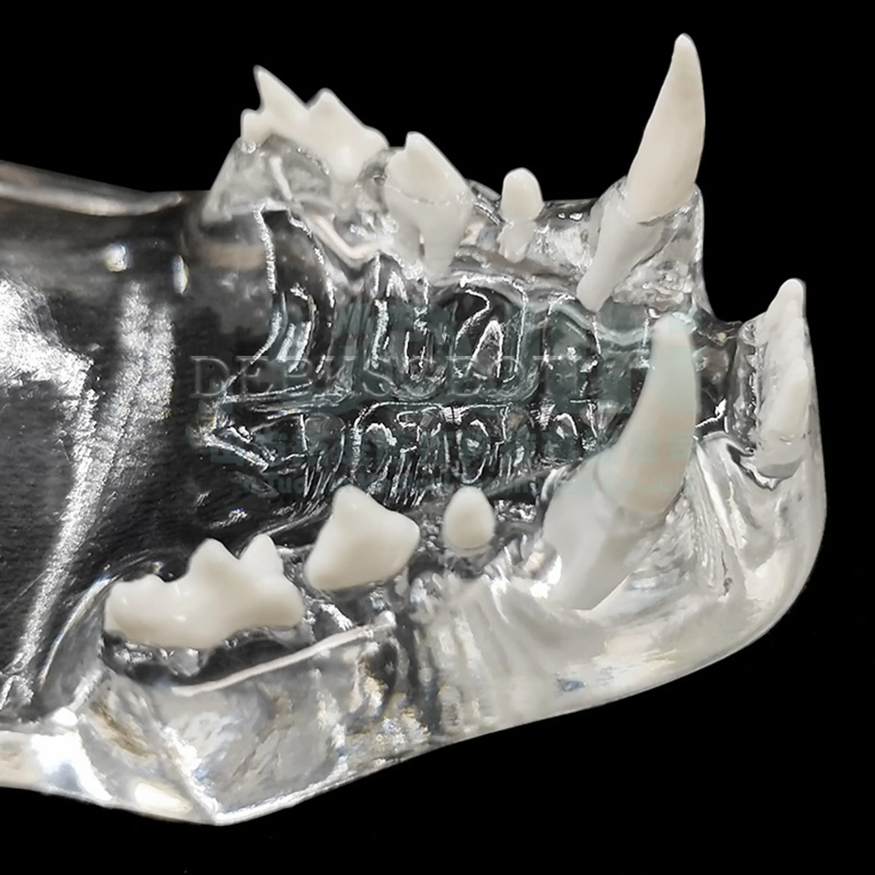 Feline Jaw Dental Cat Oral Clear Typodont Teeth Model Pet Clinic Anatomical Tooth Jaw for Veterinary Office Education Decoration Demonstrate (Cat Teeth Model) Cat Teeth Model - Image 8