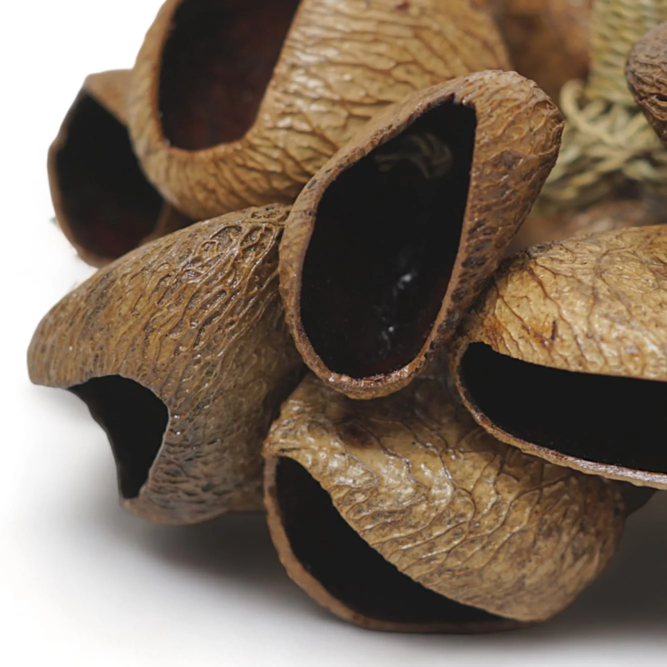 GMP Pangi Seed Shell Shaker/Nutshell Percussion Sound Effect, Comes with Rope Handle/Bamboo Handle, Authentic Traditional Rattle (Natural) Rope-Handle - Image 4