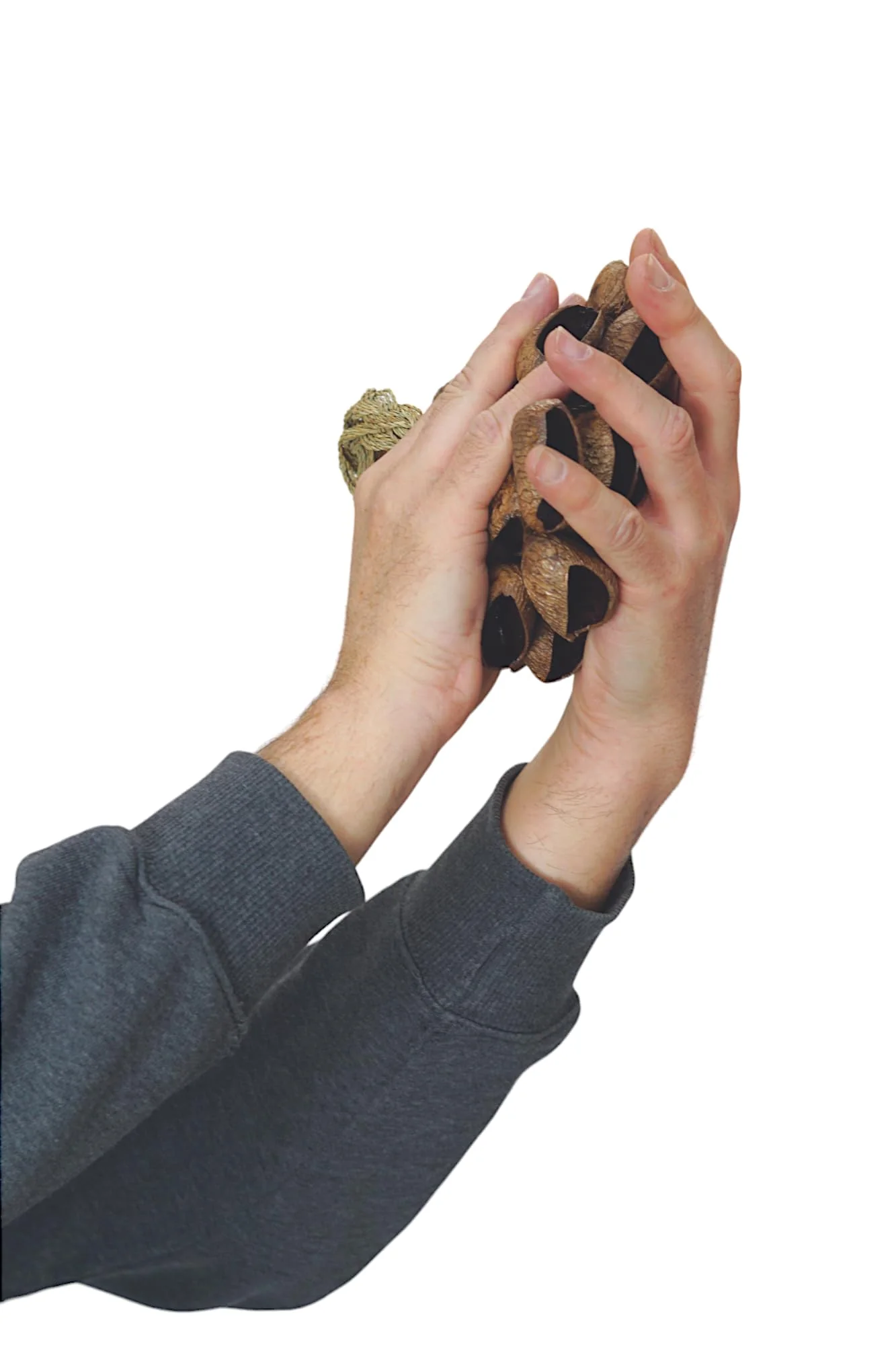 GMP Pangi Seed Shell Shaker/Nutshell Percussion Sound Effect, Comes with Rope Handle/Bamboo Handle, Authentic Traditional Rattle (Natural) Rope-Handle - Image 6