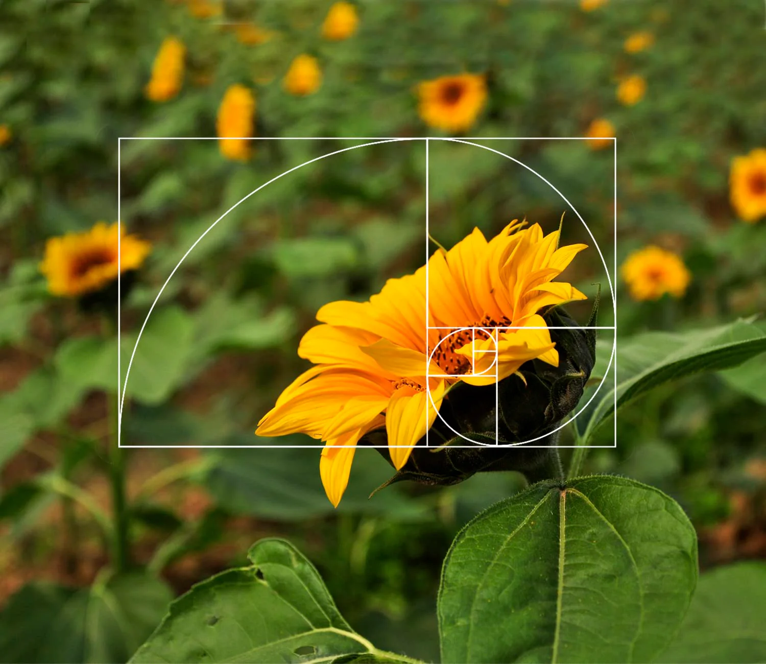 Golden Ratio Viewer,2 Pack Portable Fibonacci Composition View Finder,Photography Scale Viewing Tool,Credit Card Size 2 pack - Image 5