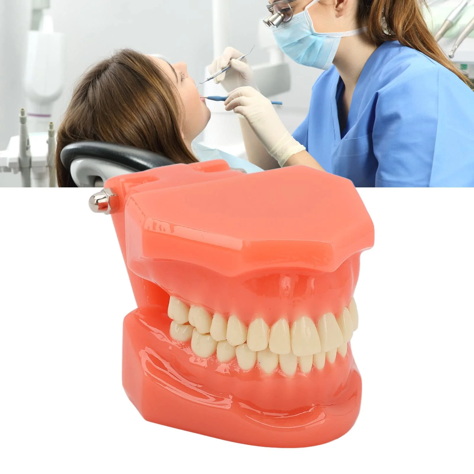 NSXAYIWE Dental Model, Dental Study Dental Model, Demonstration Tooth Model for Dental Teaching, Compatible Dental Model for Dental Training and Training - Image 2