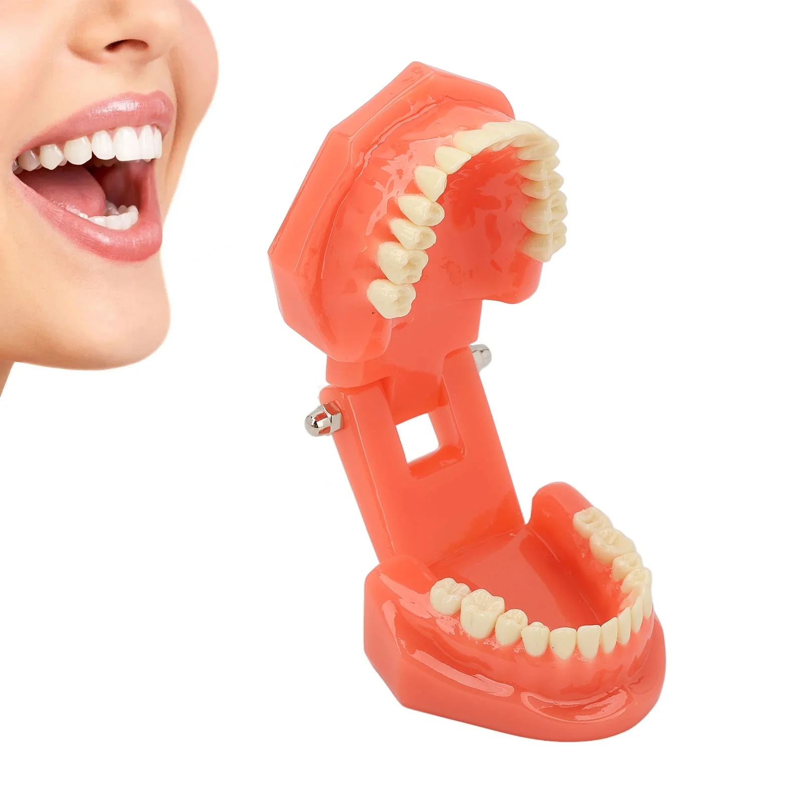 NSXAYIWE Dental Model, Dental Study Dental Model, Demonstration Tooth Model for Dental Teaching, Compatible Dental Model for Dental Training and Training - Image 3
