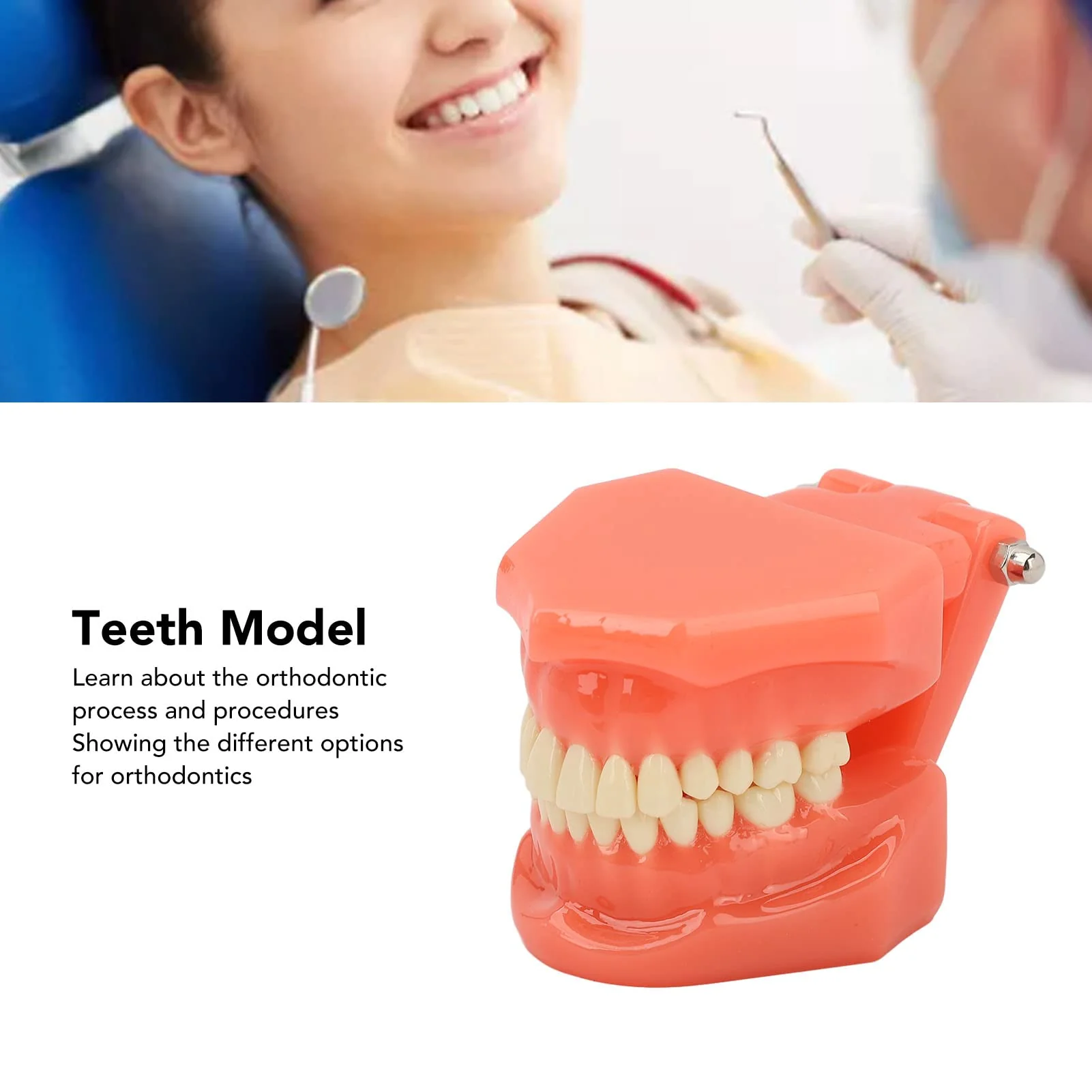 NSXAYIWE Dental Model, Dental Study Dental Model, Demonstration Tooth Model for Dental Teaching, Compatible Dental Model for Dental Training and Training - Image 4