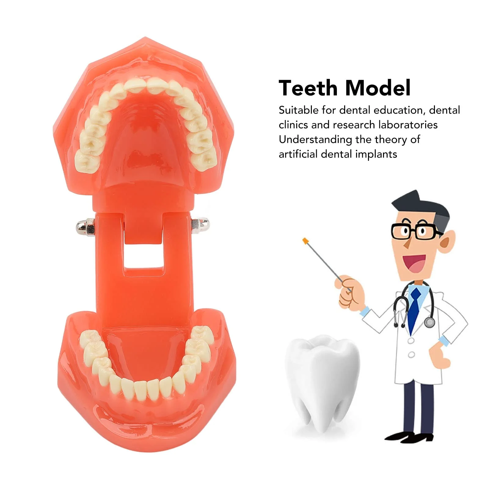 NSXAYIWE Dental Model, Dental Study Dental Model, Demonstration Tooth Model for Dental Teaching, Compatible Dental Model for Dental Training and Training - Image 5