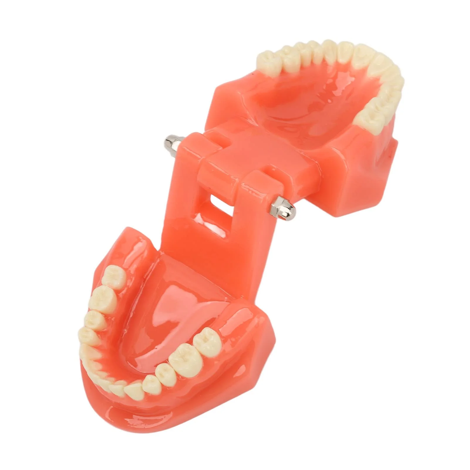 NSXAYIWE Dental Model, Dental Study Dental Model, Demonstration Tooth Model for Dental Teaching, Compatible Dental Model for Dental Training and Training - Image 6