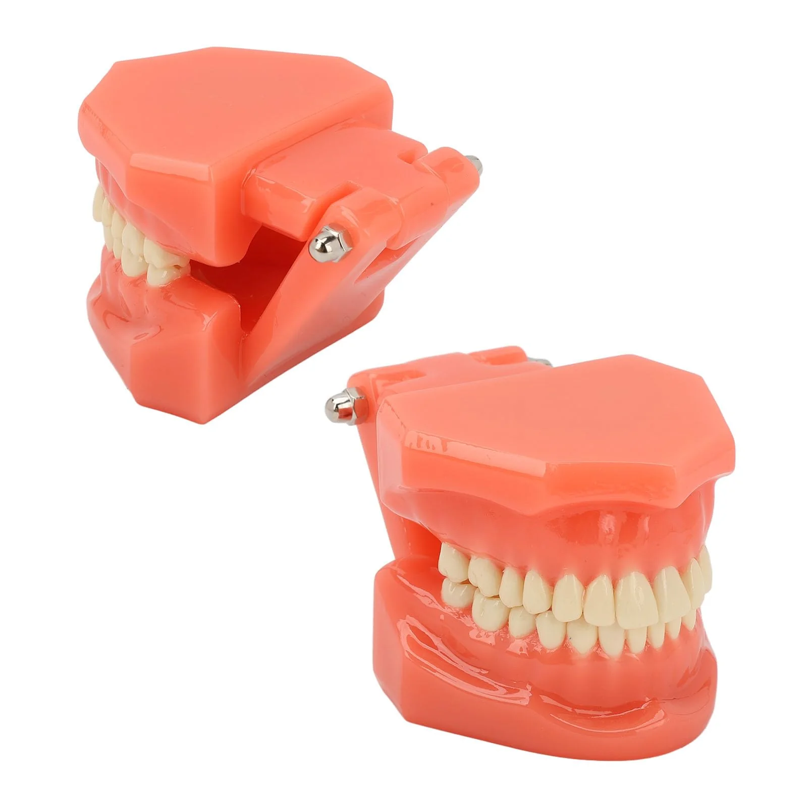 NSXAYIWE Dental Model, Dental Study Dental Model, Demonstration Tooth Model for Dental Teaching, Compatible Dental Model for Dental Training and Training - Image 7