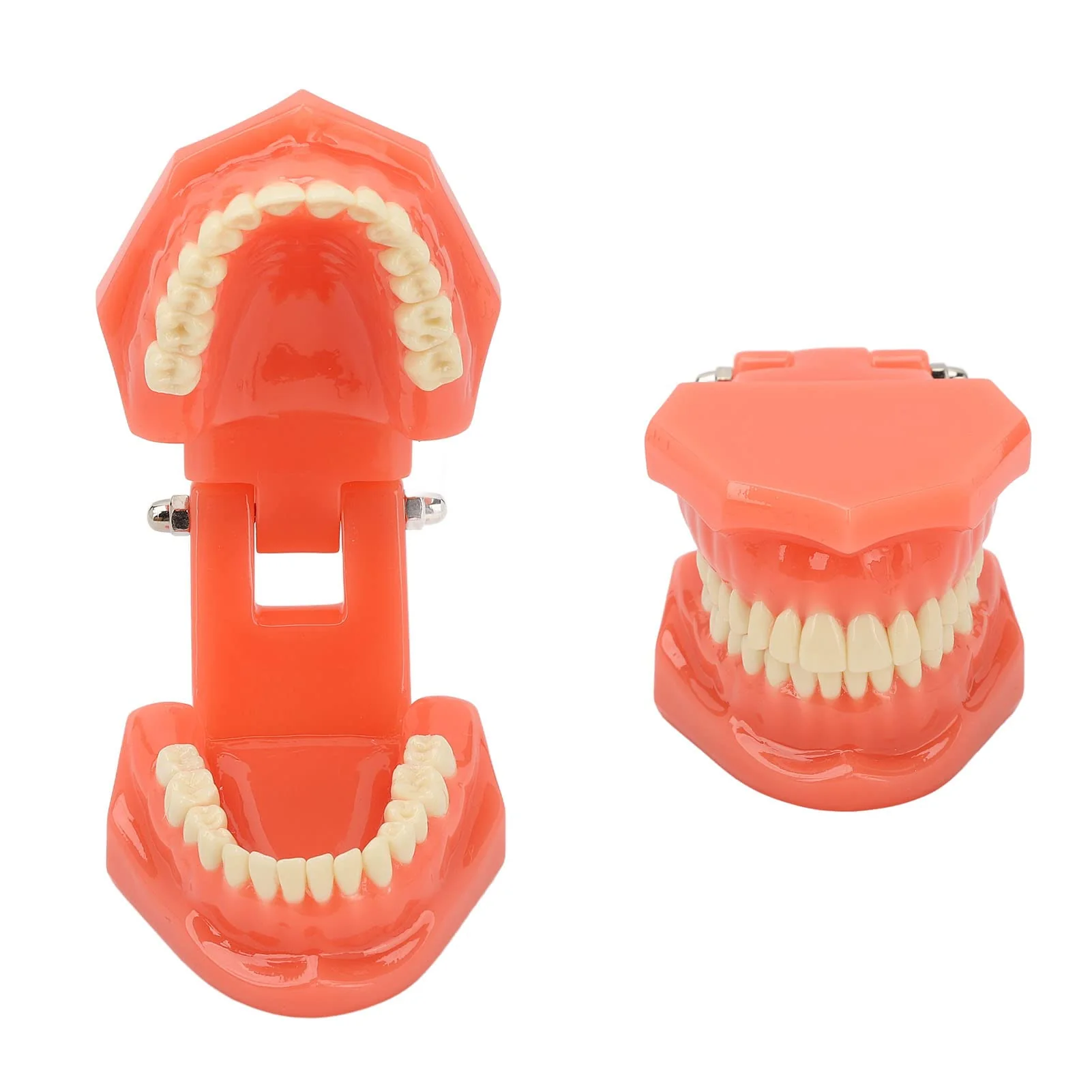 NSXAYIWE Dental Model, Dental Study Dental Model, Demonstration Tooth Model for Dental Teaching, Compatible Dental Model for Dental Training and Training - Image 8
