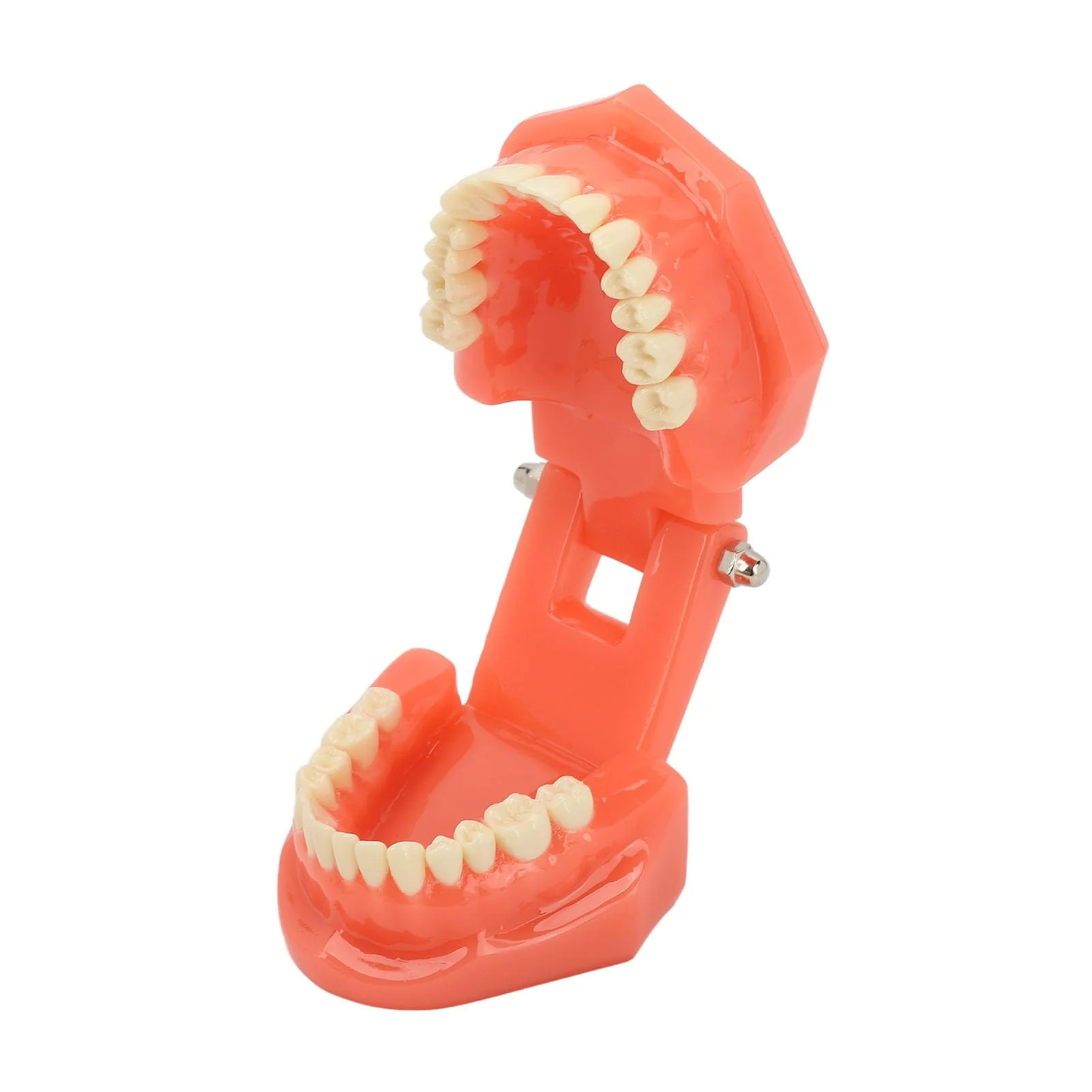 NSXAYIWE Dental Model, Dental Study Dental Model, Demonstration Tooth Model for Dental Teaching, Compatible Dental Model for Dental Training and Training - Image 9