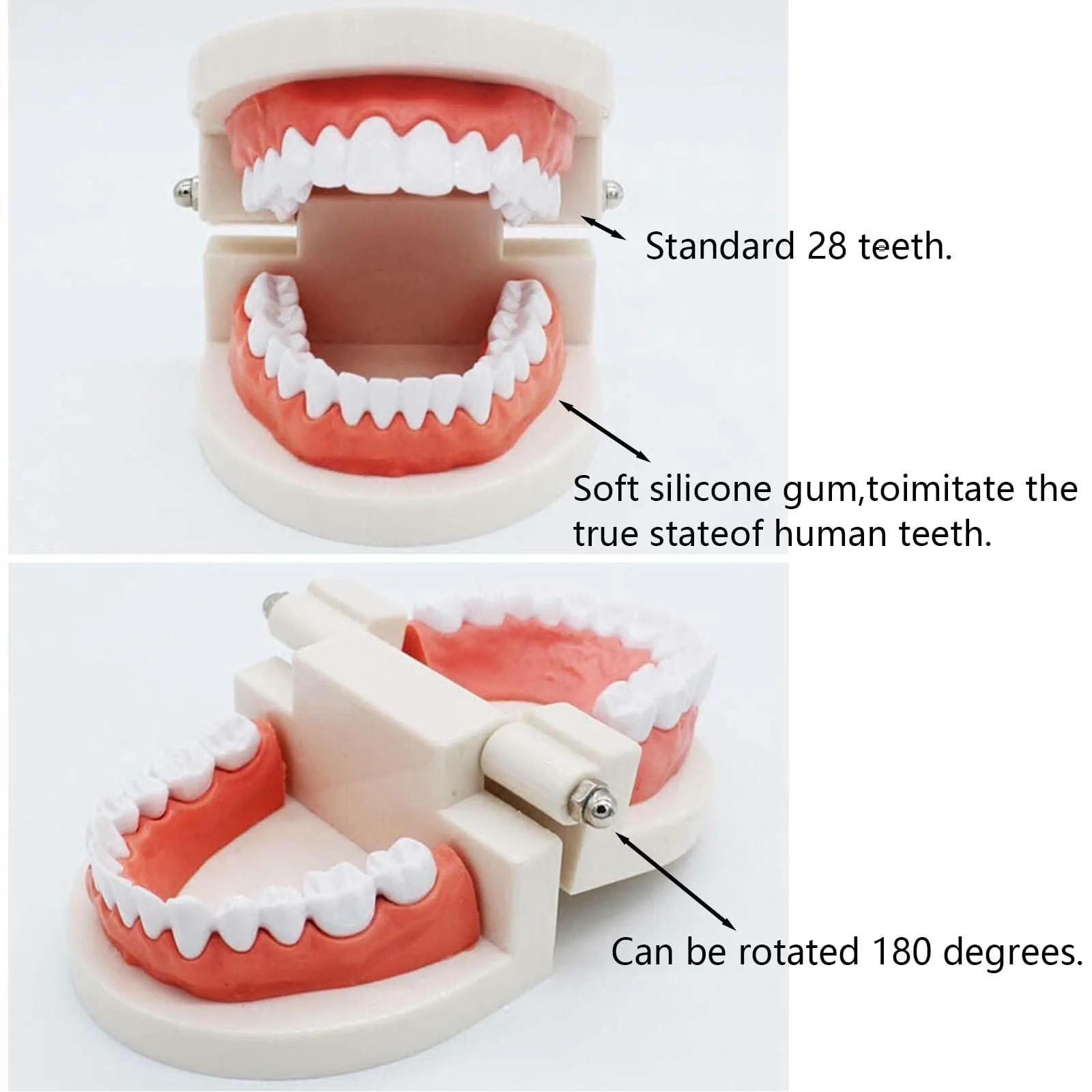 Pack of 2 Teeth Model with 2 Toothbrushes, Children's Tooth Model, Dental Model, PVC Dental Care Model for Dental Teaching or Oral Care, for Dental Clinics - Image 2