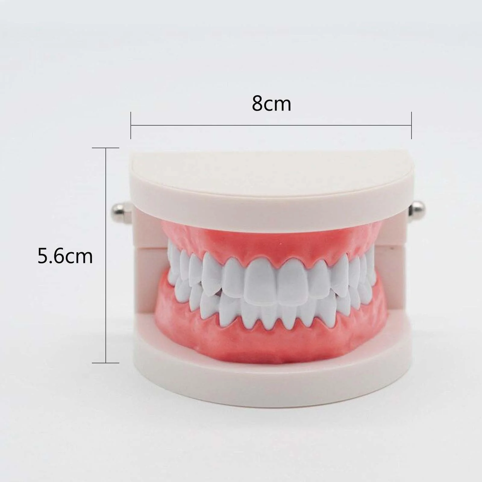 Pack of 2 Teeth Model with 2 Toothbrushes, Children's Tooth Model, Dental Model, PVC Dental Care Model for Dental Teaching or Oral Care, for Dental Clinics - Image 3