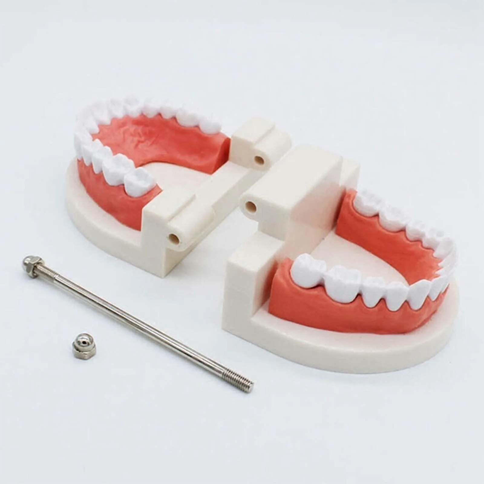 Pack of 2 Teeth Model with 2 Toothbrushes, Children's Tooth Model, Dental Model, PVC Dental Care Model for Dental Teaching or Oral Care, for Dental Clinics - Image 5