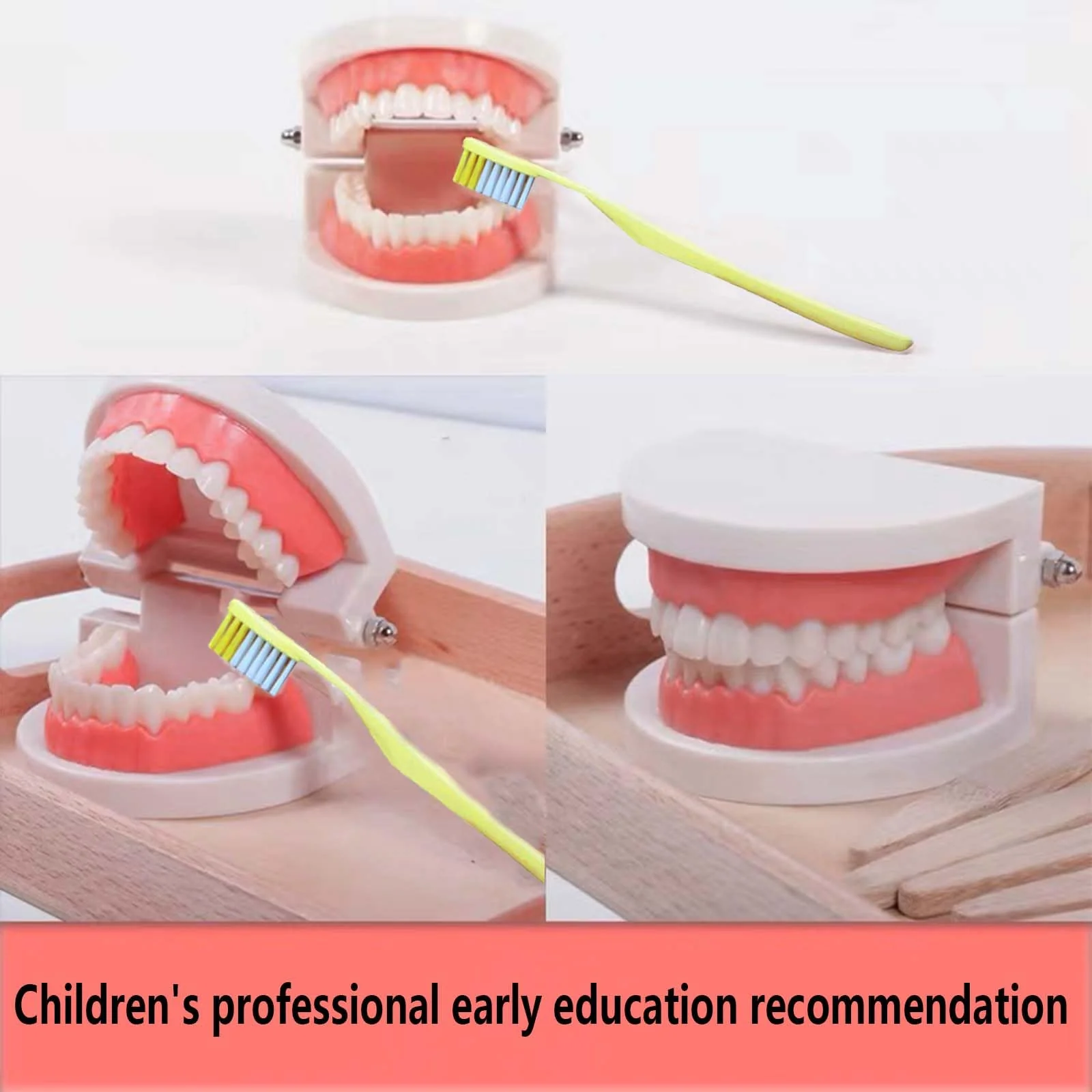 Pack of 2 Teeth Model with 2 Toothbrushes, Children's Tooth Model, Dental Model, PVC Dental Care Model for Dental Teaching or Oral Care, for Dental Clinics - Image 6