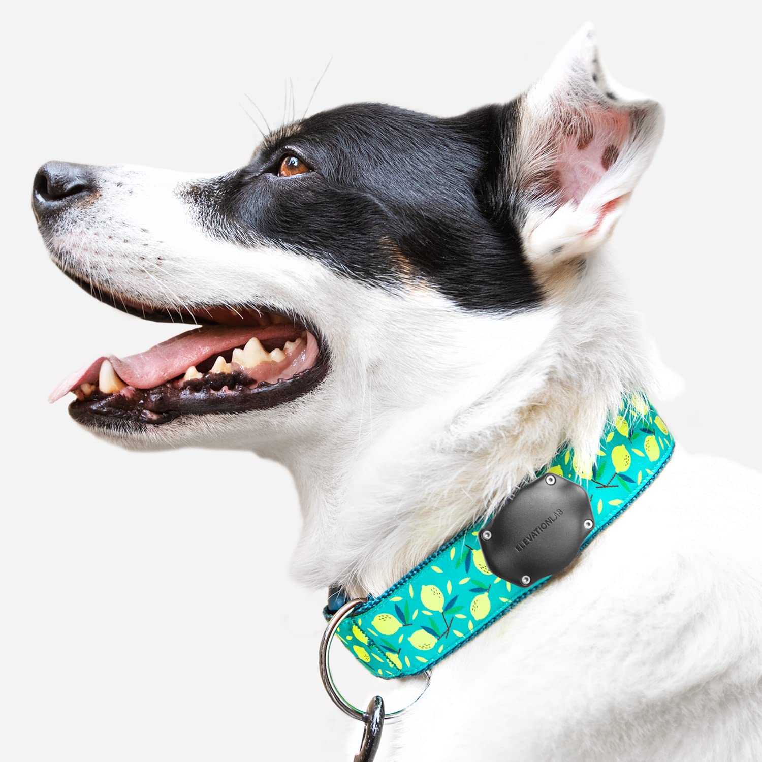 TagVault™ AirTag Dog Collar Mount - IP69 Waterproof, Doesn't Dangle, Fits All Width Collars | Elevation Lab Single - Image 7