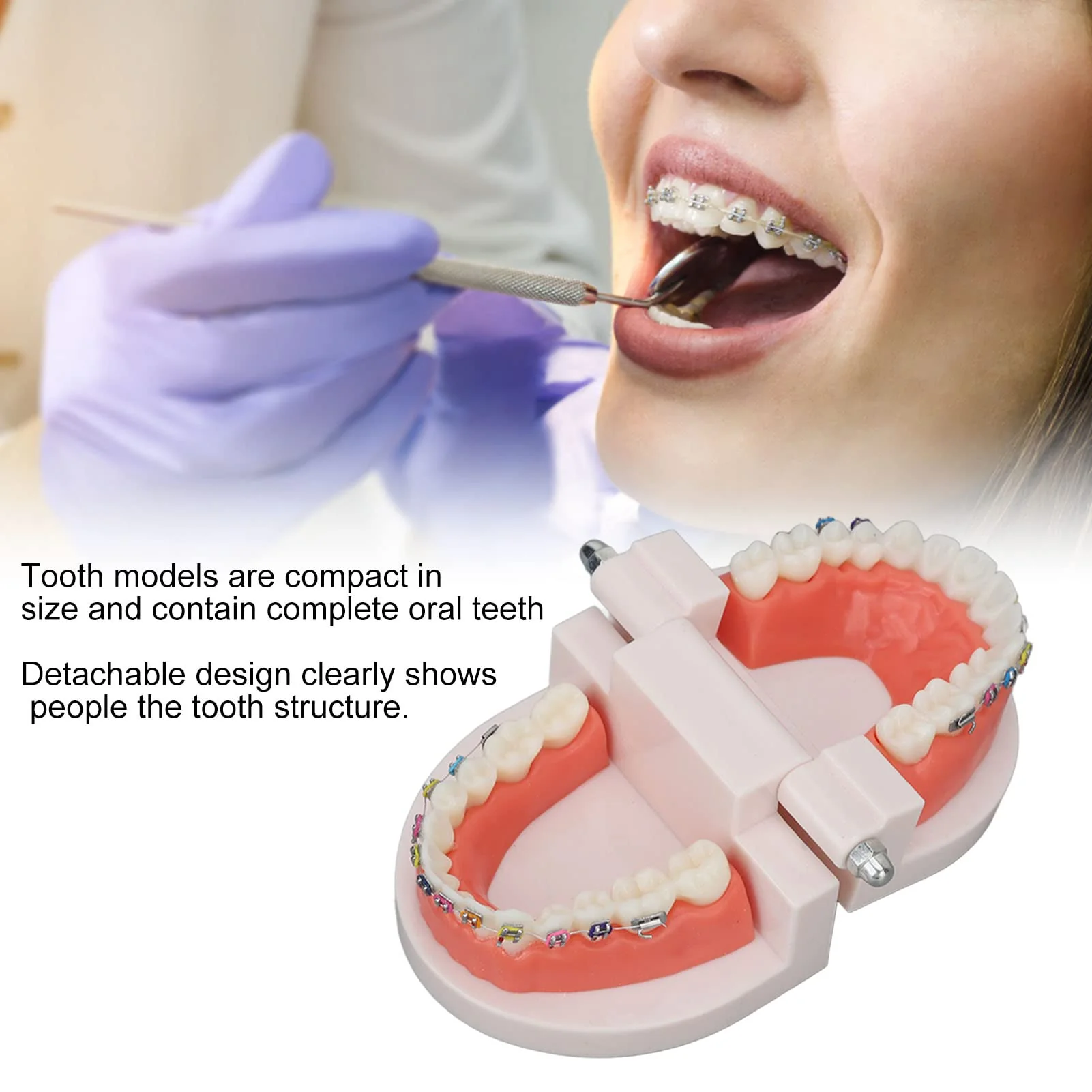 Tooth Demonstration Model, Teeth Dental Demonstration Model, Dental Typodont Teeth Model with Orthodontic Metal Clamp for Dentist Teaching Research Dental - Image 2