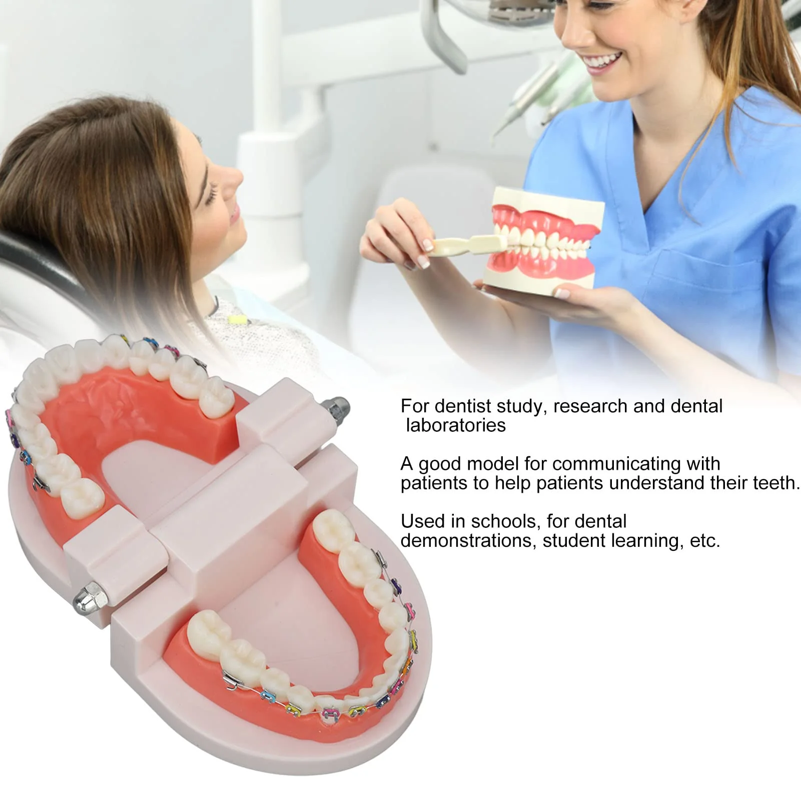 Tooth Demonstration Model, Teeth Dental Demonstration Model, Dental Typodont Teeth Model with Orthodontic Metal Clamp for Dentist Teaching Research Dental - Image 3