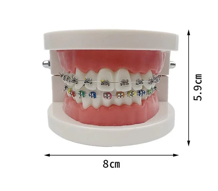 Tooth Demonstration Model, Teeth Dental Demonstration Model, Dental Typodont Teeth Model with Orthodontic Metal Clamp for Dentist Teaching Research Dental - Image 4