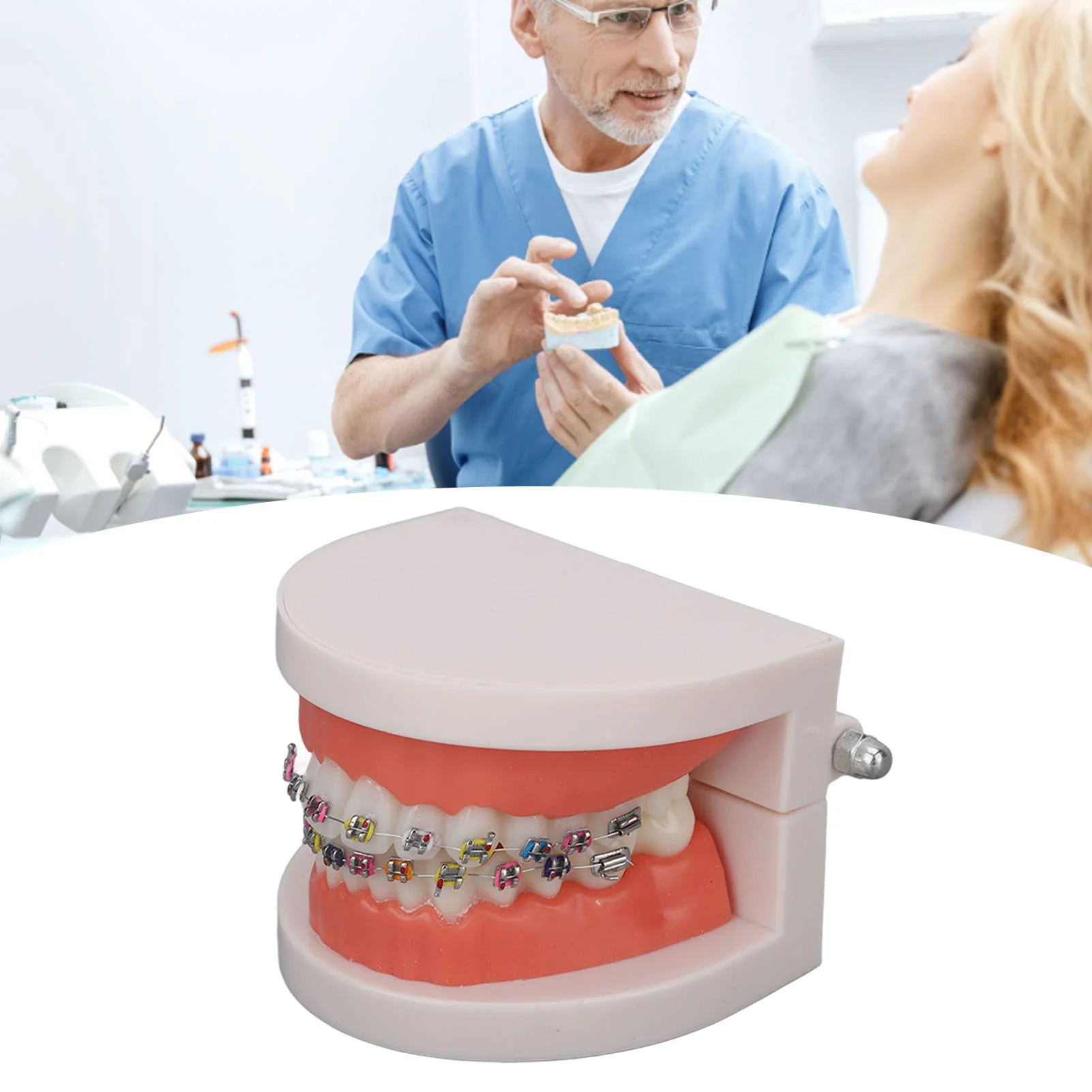 Tooth Demonstration Model, Teeth Dental Demonstration Model, Dental Typodont Teeth Model with Orthodontic Metal Clamp for Dentist Teaching Research Dental - Image 5