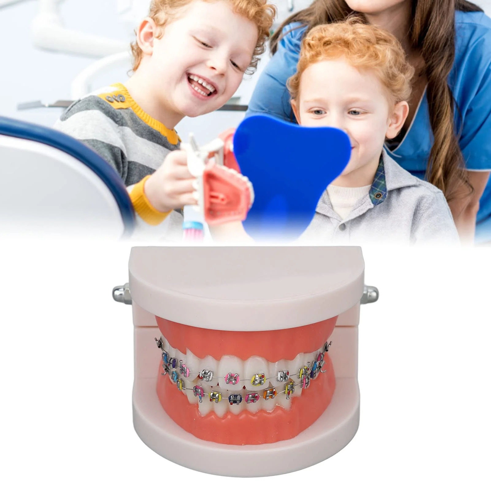 Tooth Demonstration Model, Teeth Dental Demonstration Model, Dental Typodont Teeth Model with Orthodontic Metal Clamp for Dentist Teaching Research Dental - Image 6