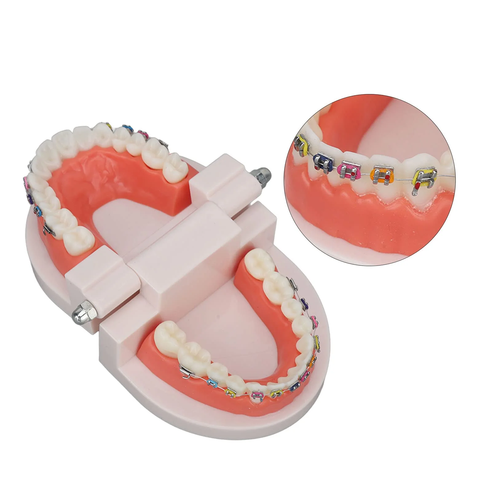 Tooth Demonstration Model, Teeth Dental Demonstration Model, Dental Typodont Teeth Model with Orthodontic Metal Clamp for Dentist Teaching Research Dental - Image 7