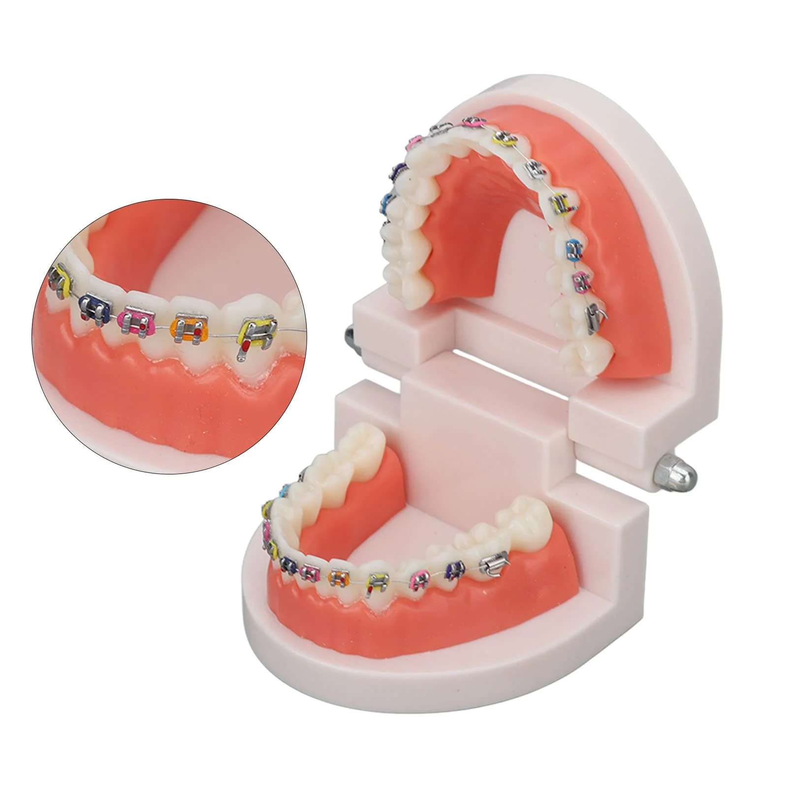 Tooth Demonstration Model, Teeth Dental Demonstration Model, Dental Typodont Teeth Model with Orthodontic Metal Clamp for Dentist Teaching Research Dental - Image 8