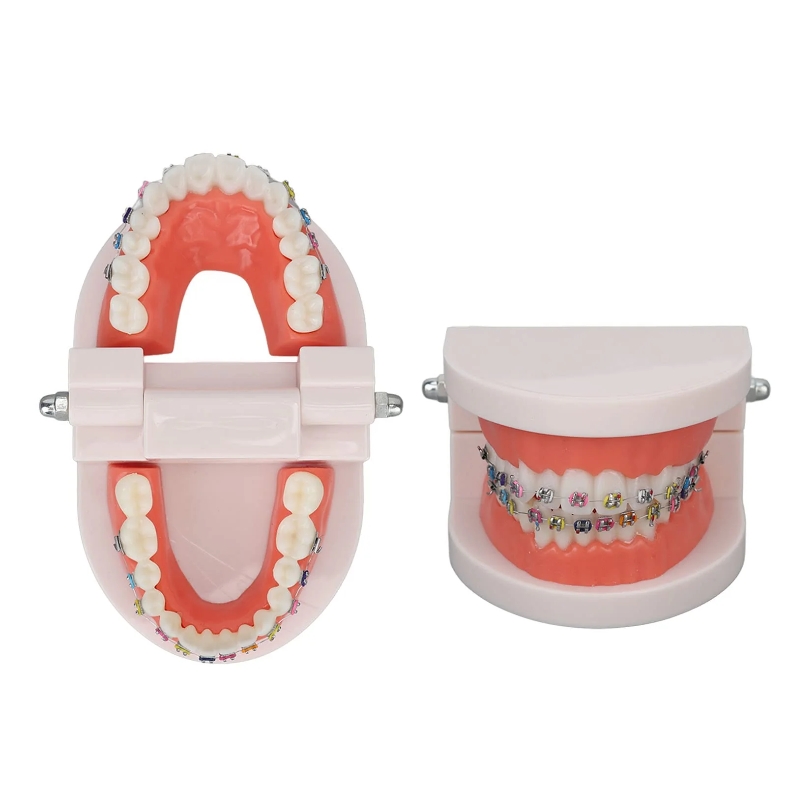 Tooth Demonstration Model, Teeth Dental Demonstration Model, Dental Typodont Teeth Model with Orthodontic Metal Clamp for Dentist Teaching Research Dental - Image 9