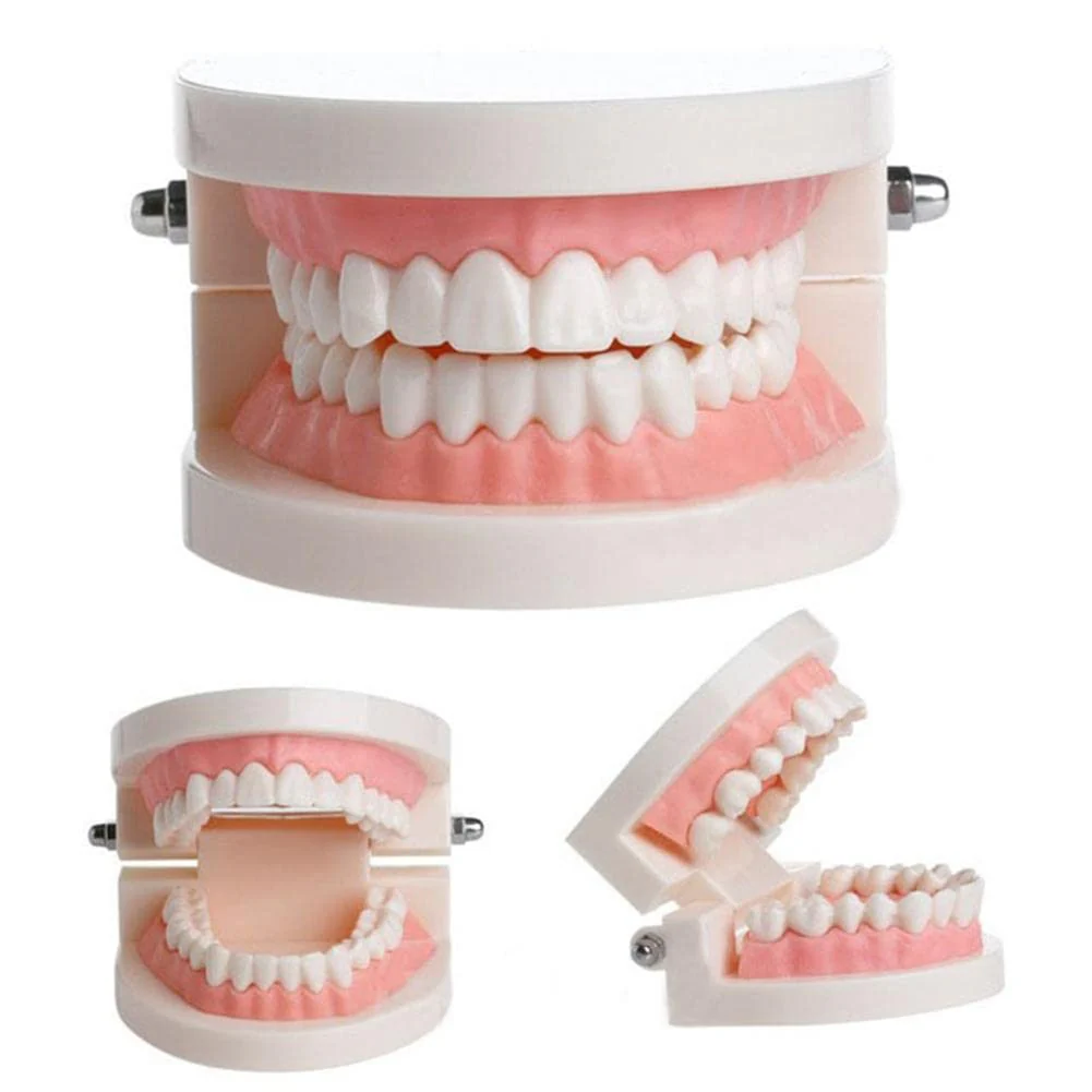 WANGCL Dental Demonstration Model - Anatomical Dental Model for Dental Teaching or Oral Care - Image 2