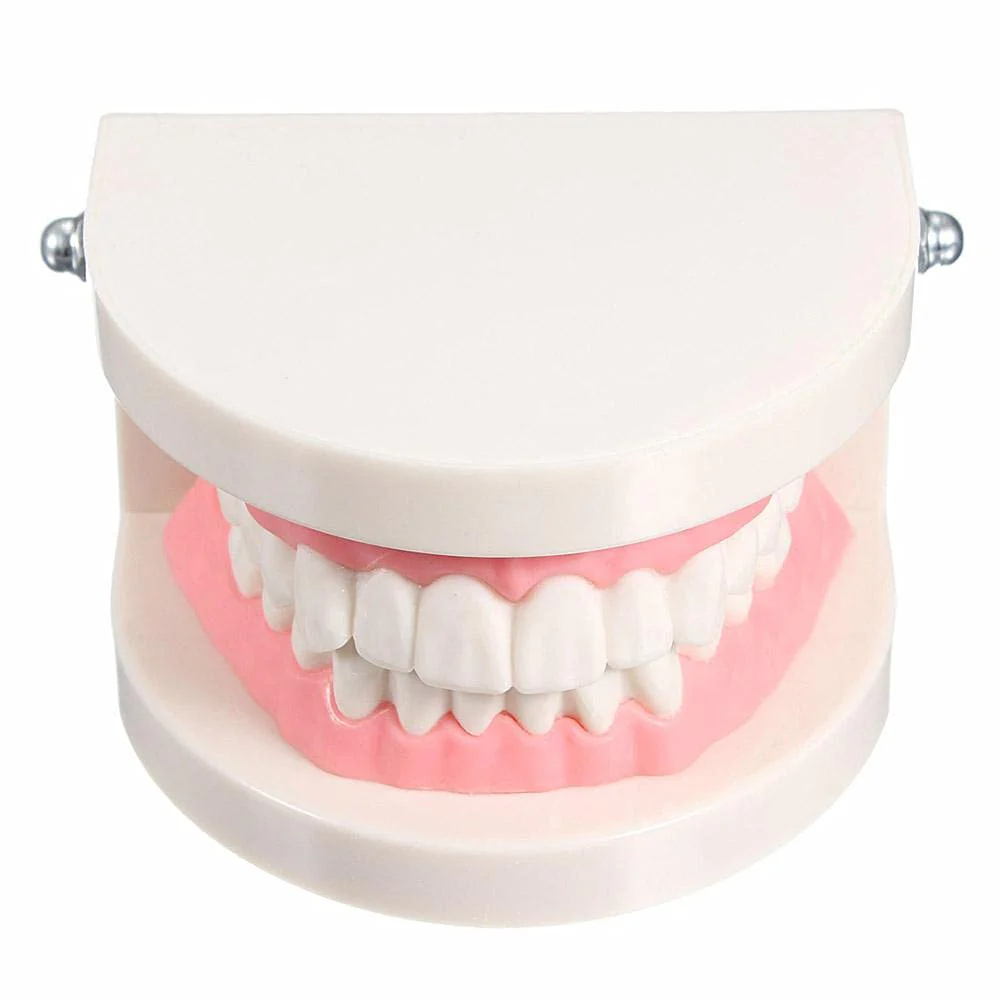 WANGCL Dental Demonstration Model - Anatomical Dental Model for Dental Teaching or Oral Care - Image 3