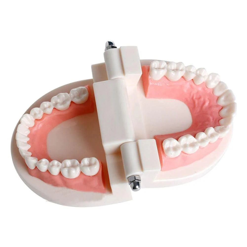 WANGCL Dental Demonstration Model - Anatomical Dental Model for Dental Teaching or Oral Care - Image 4