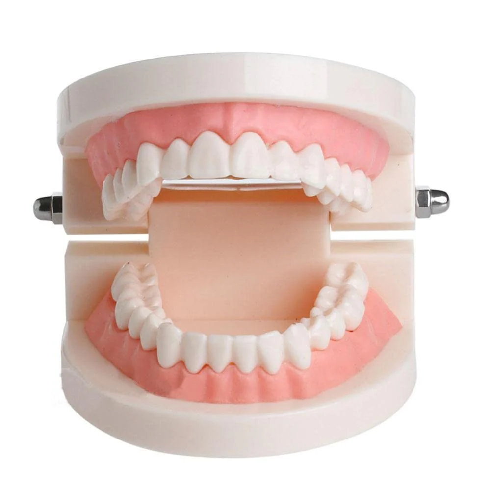 WANGCL Dental Demonstration Model - Anatomical Dental Model for Dental Teaching or Oral Care - Image 5