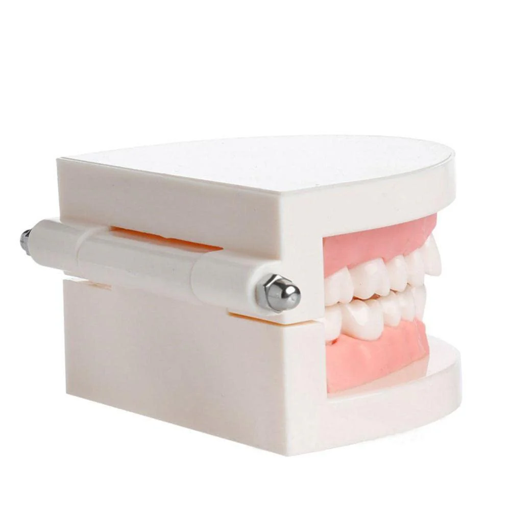 WANGCL Dental Demonstration Model - Anatomical Dental Model for Dental Teaching or Oral Care - Image 6