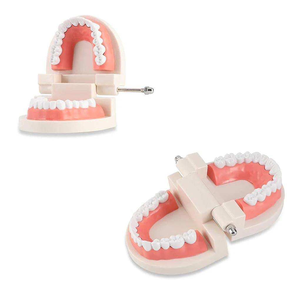 WANGCL Dental Demonstration Model - Anatomical Dental Model for Dental Teaching or Oral Care - Image 7